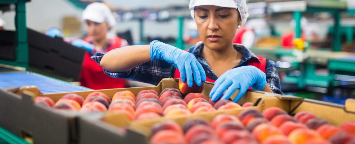 Packing fruit into crates